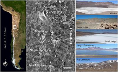 Human dynamics in the Southern Puna of Chile (25°-27°s) during the Late Holocene: abandonment, re-occupation and diversification